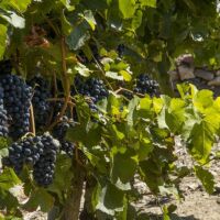 Syrah à maturité