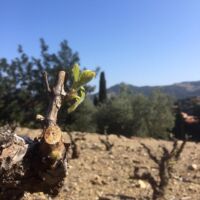 Grenache au début du cycle
