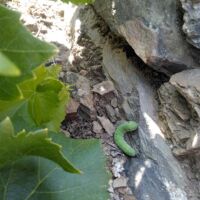 témoin de biodiversité