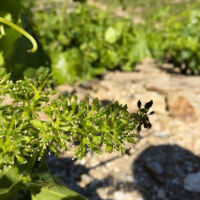 les boutons floraux se forment