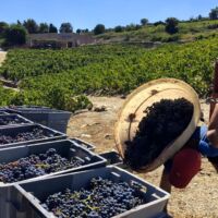Vendanges 2017