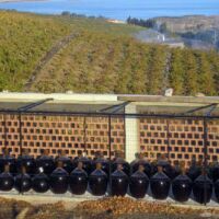 Bonbonnes de Banyuls au soleil