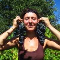 Vendanges 2012