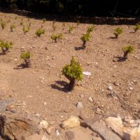 stade 4/5 feuilles étalées sur Grenache