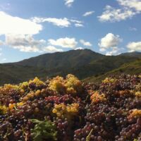 Grenaches sous la Tour Madeloc