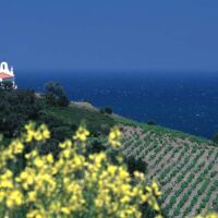 veille sur le vignoble