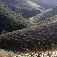 Vignoble en hiver